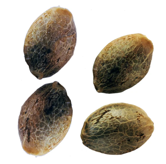 Purple Romulan Fast Flowering Feminized Seeds -  4 X 1g Indica  | Weathered Islands Craft Cannabis