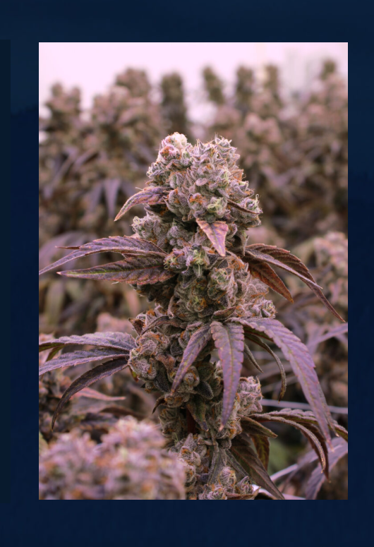 Roll - X - 7g Indica Whole Flower | Victoria Cannabis Company