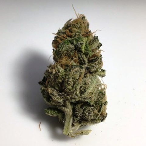 Hannibal Nectar Lto - 7g Sativa Whole Flower | Dealr