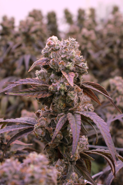 Roll - X - 7g Indica Whole Flower | Victoria Cannabis Company