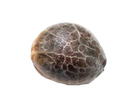 Chocolope Seeds -  5 X 5g Sativa  | 34 Street Seed Co